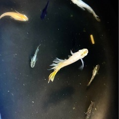 【※お一人様限定】現物の高級メダカ20匹セット　メダカの画像