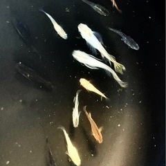 【※お一人様限定】現物の高級メダカ20匹セット　メダカの画像