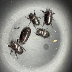 　五島列島　福江島産　ノコギリクワガタ 5prの画像