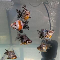 金魚の画像