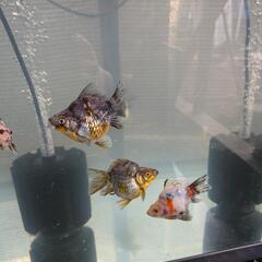 金魚の画像