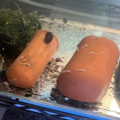 ブルーアイゴールデンブッシープレコ 稚魚可愛い過ぎの画像