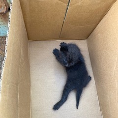 黒猫