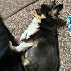 お話したいです(ง•ω•)ว♪