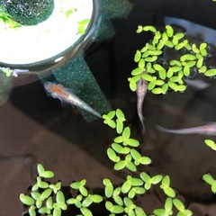 月華メダカ稚魚10匹の画像