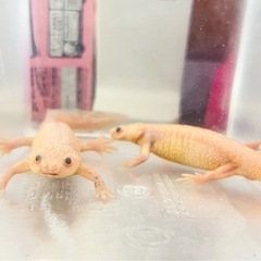 イベリアトゲイモリ　リューシの画像