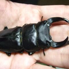 佐賀県産オオクワガタ ♂74.5ミリ ♀48.5ミリ ペアの画像