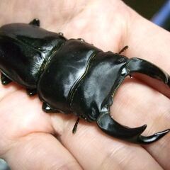 佐賀県産オオクワガタ ♂74.5ミリ ♀48.5ミリ ペアの画像