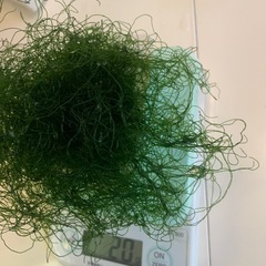 ホンジュズモ　海藻　20gの画像