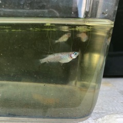 月華メダカ稚魚10匹の画像