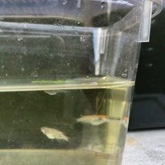 月華メダカ稚魚10匹の画像