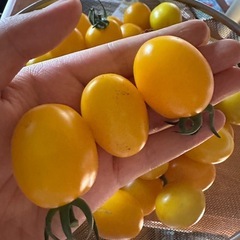 無農薬採れたてトマト！の画像