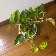 観葉植物 ポトス ❶ の画像