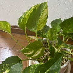 観葉植物 ポトス ❶ の画像