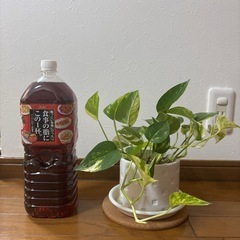 観葉植物 ポトス ❶ の画像
