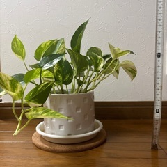 観葉植物 ポトス ❶ の画像