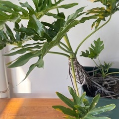 観葉植物　セローム　大きいサイズ　の画像