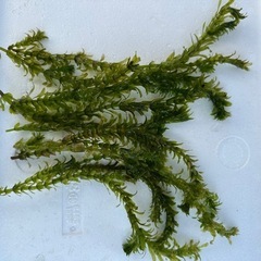 浮草、水草セットの画像