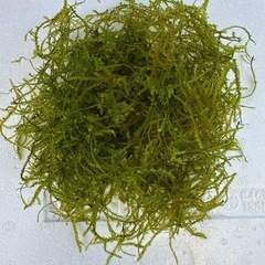 浮草、水草セットの画像