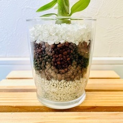 アデニウム　オベスム　観葉植物　多肉植物　ハイドロカルチャーの画像