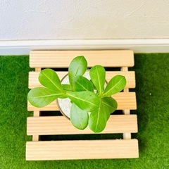 アデニウム　オベスム　観葉植物　多肉植物　ハイドロカルチャーの画像