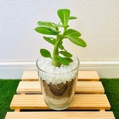 アデニウム　オベスム　観葉植物　多肉植物　ハイドロカルチャーの画像