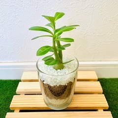 アデニウム　オベスム　観葉植物　多肉植物　ハイドロカルチャーの画像