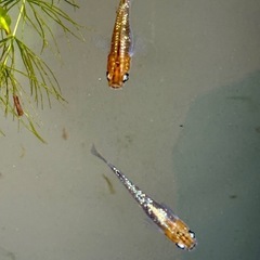 ラメめだか　ランダムで15匹の画像