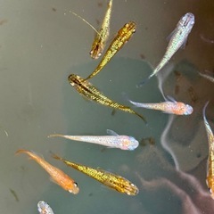 ラメめだか　ランダムで15匹の画像