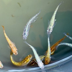 ラメめだか　ランダムで15匹の画像