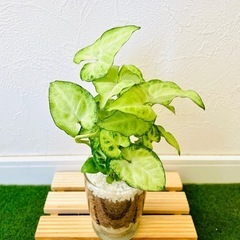 シンゴニウム　ホワイトバタフライ　観葉植物　ハイドロカルチャー【Ｂ】の画像
