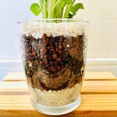 シンゴニウム　ホワイトバタフライ　観葉植物　ハイドロカルチャー【Ｂ】の画像