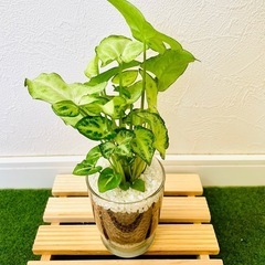 シンゴニウム　ホワイトバタフライ　観葉植物　ハイドロカルチャー【Ｂ】の画像