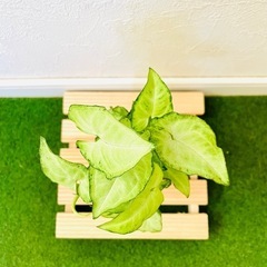 シンゴニウム　ホワイトバタフライ　観葉植物　ハイドロカルチャー【Ｂ】の画像