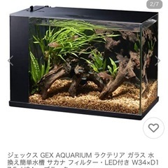 GEX水槽　ラクテリアの画像
