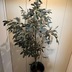 ランキングキーワードに紐づく投稿画像-観葉植物