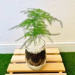 アスパラガス　プルモーサス　観葉植物　ハイドロカルチャーの画像