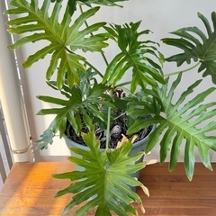観葉植物　セローム　（大）の画像