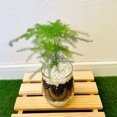 アスパラガス　プルモーサス　観葉植物　ハイドロカルチャーの画像