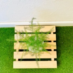 アスパラガス　プルモーサス　観葉植物　ハイドロカルチャーの画像