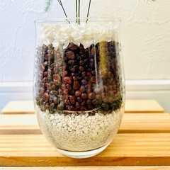 アスパラガス　プルモーサス　観葉植物　ハイドロカルチャーの画像