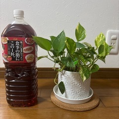 観葉植物 ポトス ❷の画像