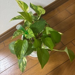 観葉植物 ポトス ❷の画像