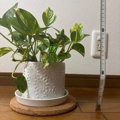 観葉植物 ポトス ❷の画像