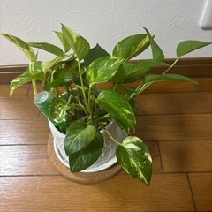 観葉植物 ポトス ❷の画像