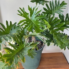 観葉植物　セローム　（大）の画像
