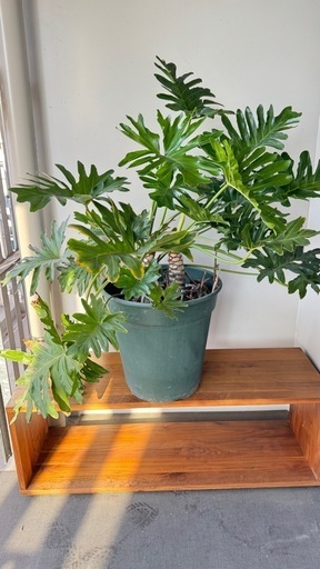 観葉植物　セローム　（大）