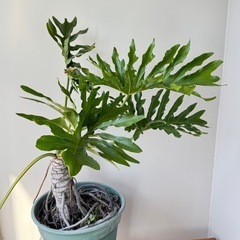 観葉植物　セローム　（大）の画像