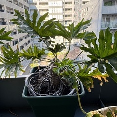観葉植物　セローム　（大）の画像