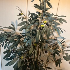 フェイクグリーン　インテリアグリーン　オリーブ 約180cm 植木鉢込み　観葉植物
の画像